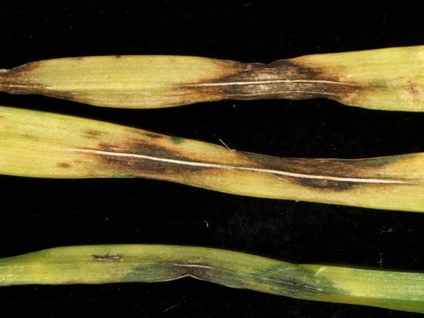gray leaf spot