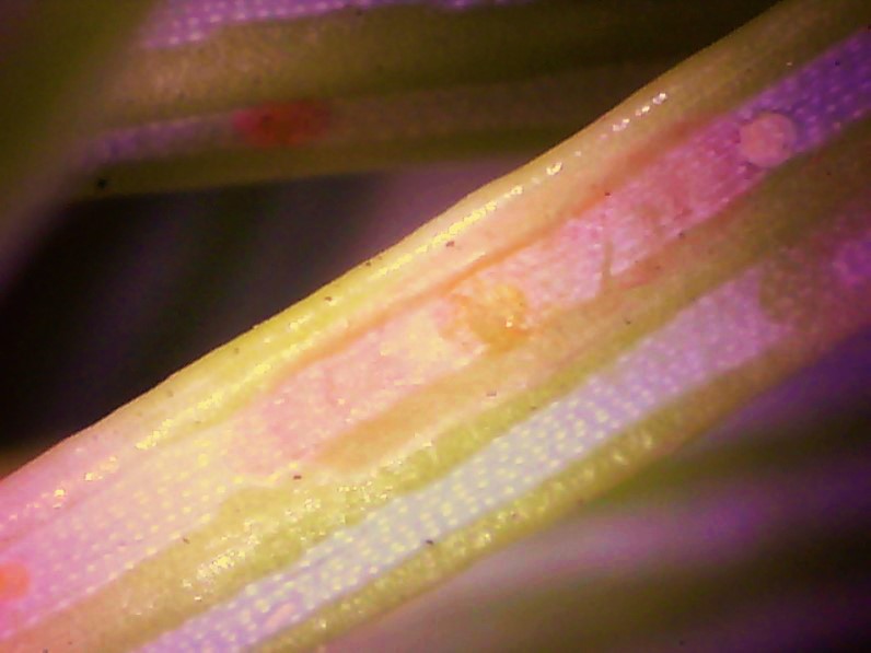 Cryptomeria scale