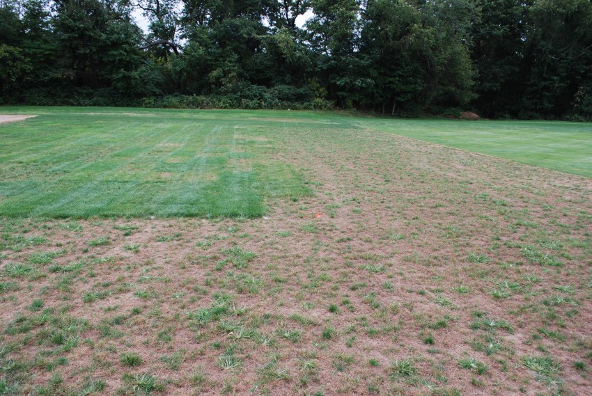 gray leaf spot