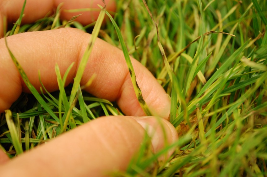 gray leaf spot