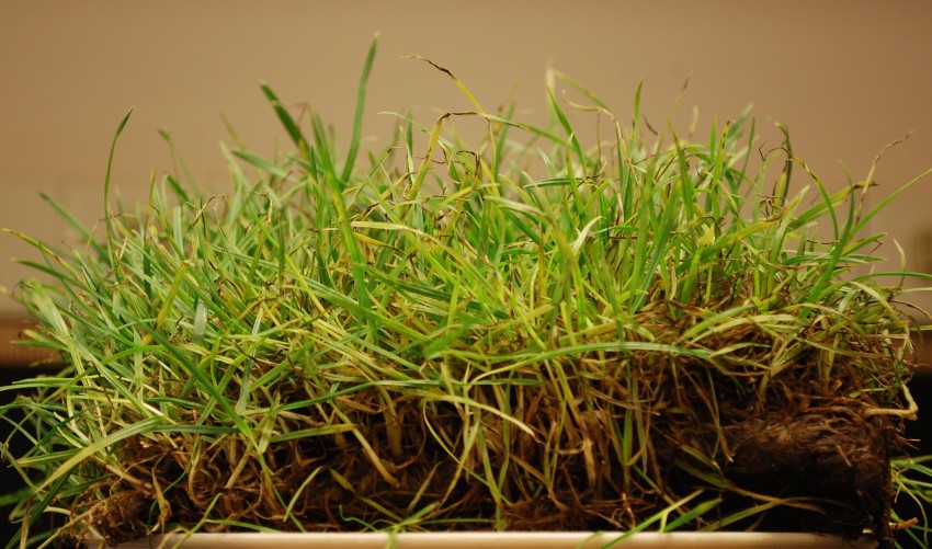 gray leaf spot