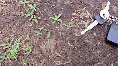 crabgrass