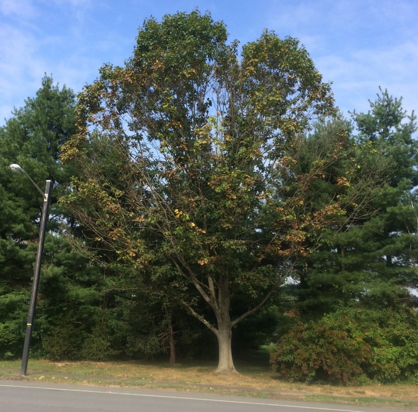 Leaf scorch and thinning crown due to bacterial leaf scorch