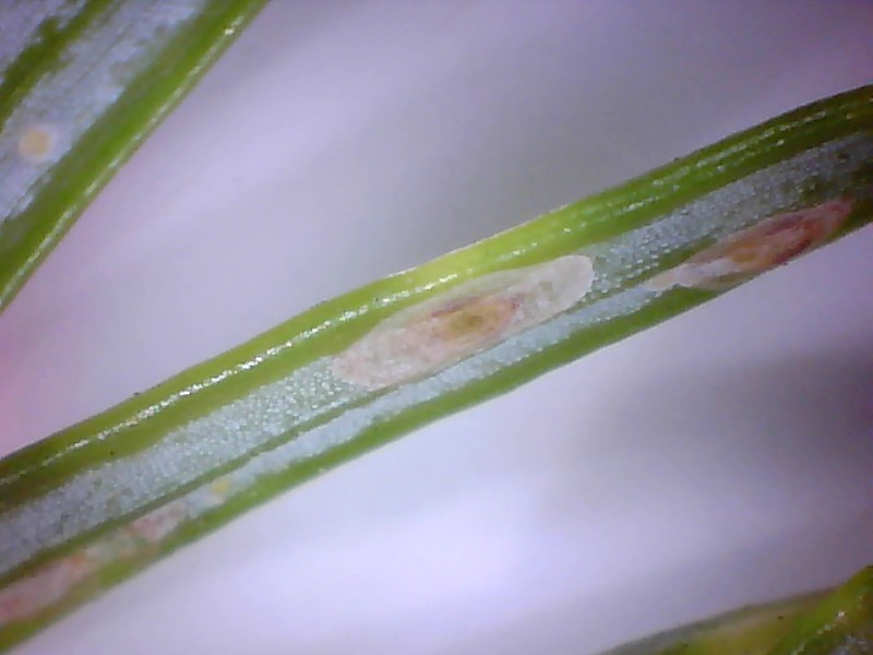 cyptomeria scale