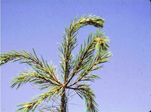 white pine weevil