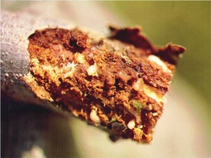 white pine weevil