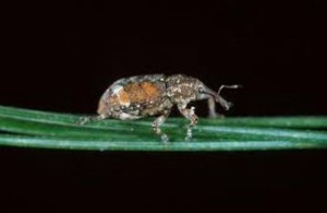 white pine weevil