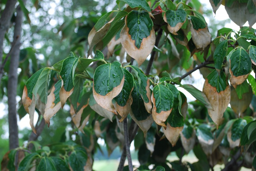 Leaf scorch caused by heat and drought stress in dogwood.